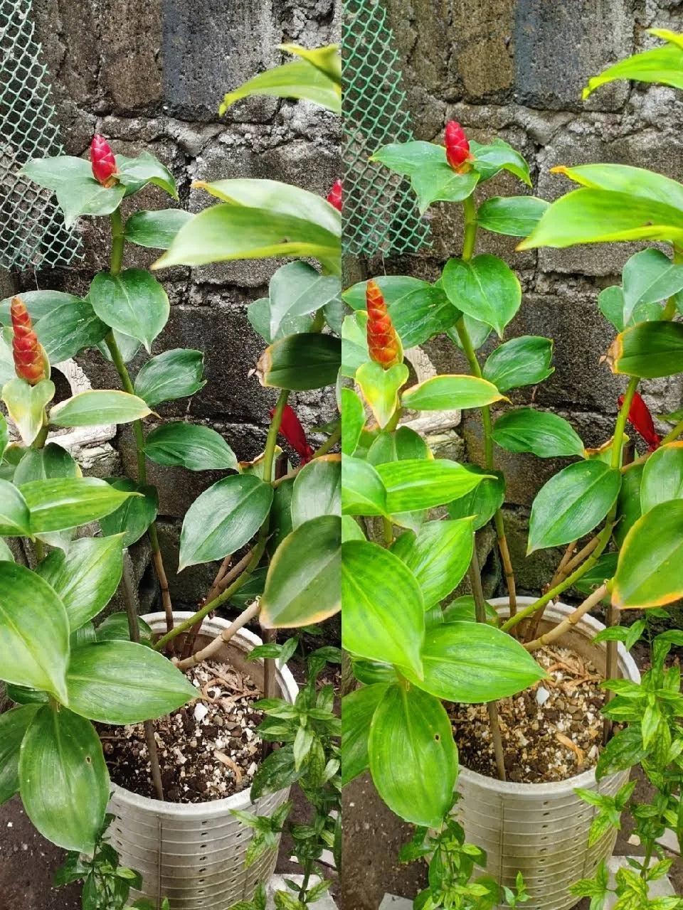 Redmi Note 12 (Ice Blue, 6GB RAM, 128GB Storage) - Triveni World